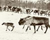 reindeer journey