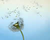 dandilion air fluff